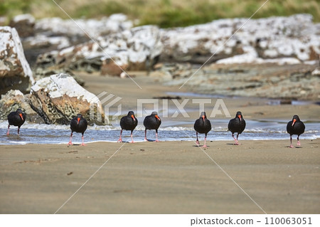 Oystercatchers in a line 110063051