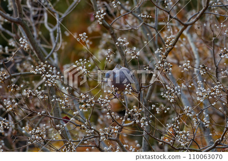 A pigeon feeding on the white berries of the Euphorbiaceae. A pigeon feeding on the white berries of the Euphorbiaceae. 110063070