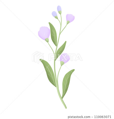 purple flower blossom purple flower blossom 110063071