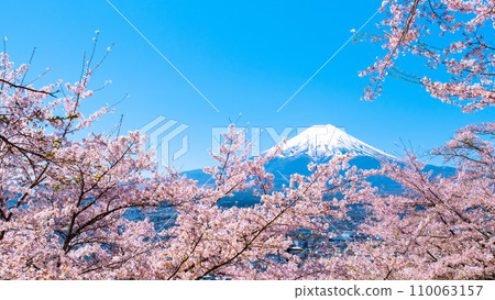 Cherry blossoms and Mt. Fuji (Arakurayama Sengen Park) 110063157