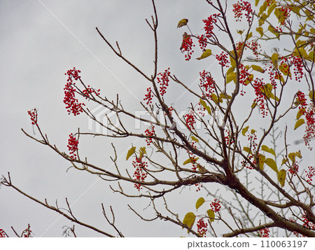 楊柳科植物的紅色果實 110063197