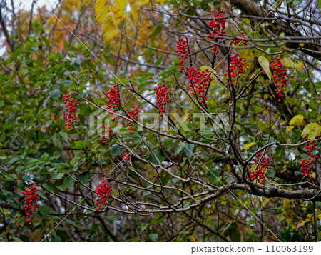 楊柳科植物的紅色果實 楊柳科植物的紅色果實 110063199