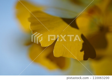 黃色銀杏葉 110063200