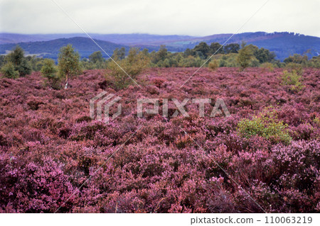 金斯利附近一片盛開的石楠花田 110063219