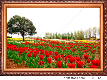 花田鬱金香田 花田鬱金香田 110063239