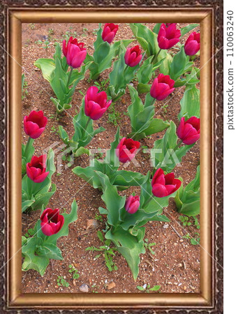 Flower field tulip field 110063240