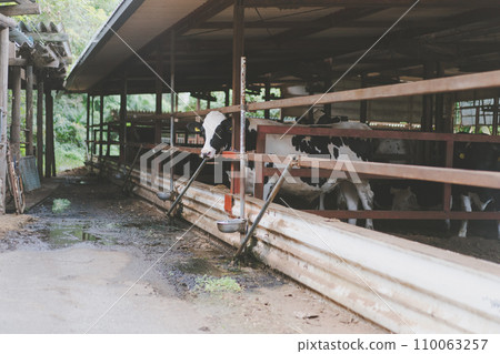 cow, cattle, cows 110063257
