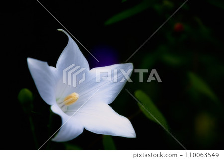 黑色背景上的白色風鈴草花 黑色背景上的白色風鈴草花 110063549