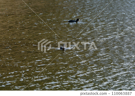 Typical species of Cinidae, Coot 110063887