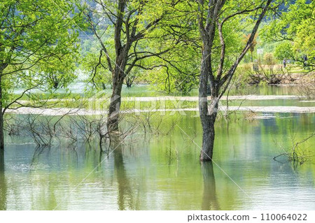 Lake Shirakawa during high water season, submerged forest, Iide Town, Yamagata Prefecture 110064022