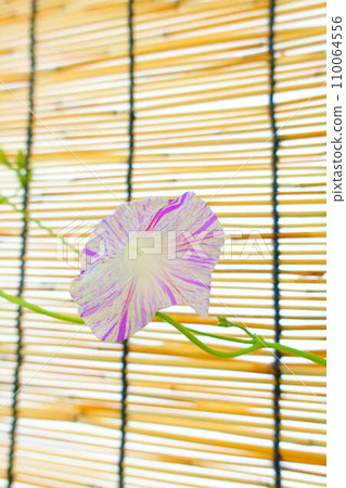 牽牛花牽牛花牽牛花 110064556