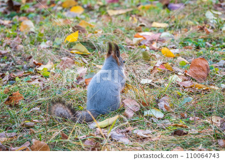 Autumn squirrel with nut sits on green grass with fallen yellow leaves 110064743