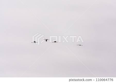 Flying cranes flock against blue sky Flying cranes flock against blue sky 110064776