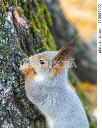 The squirrel with nut sits on a branches in the spring or summer. Portrait of the squirrel close-up 110064800