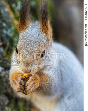 The squirrel with nut sits on a branches in the spring or summer. Portrait of the squirrel close-up The squirrel with nut sits on a branches in the spring or summer. Portrait of the squirrel close-up 110064801