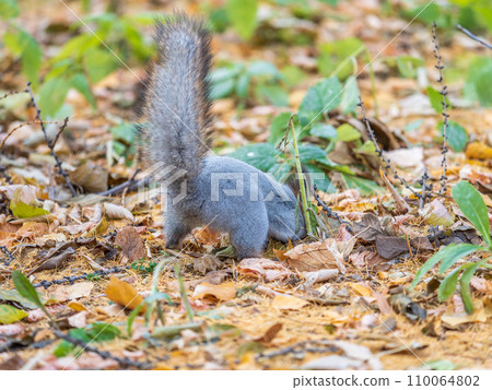 Squirrel in autumn hides nuts on the green grass with fallen yellow leaves 110064802