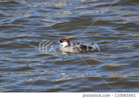 Merganser swimming in winter pond Merganser swimming in winter pond 110065001
