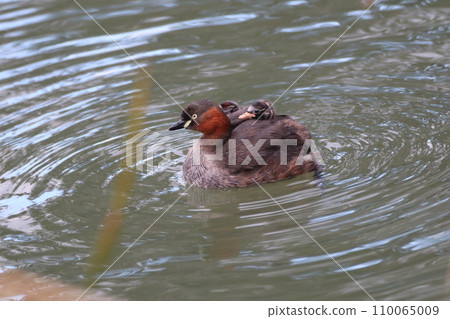 小鸊鷉騎在父母鳥背上 小鸊鷉騎在父母鳥背上 110065009