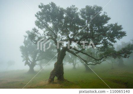Fanal forest , old mystical tree in Madeira island, Unesco Fanal forest , old mystical tree in Madeira island, Unesco 110065140