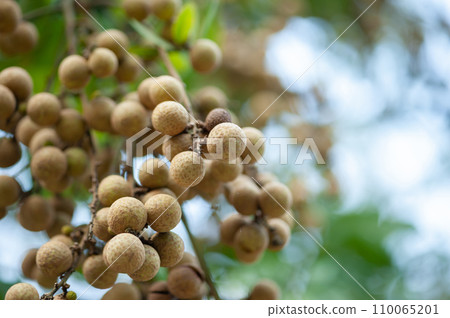 Longan fruit in growth on tree in summer Longan fruit in growth on tree in summer 110065201