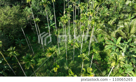 Beautiful palm trees forest landscape 110065265