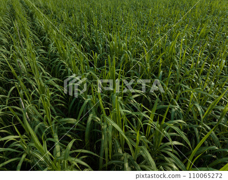 Aerial view of sugarcane plants growing at field 110065272