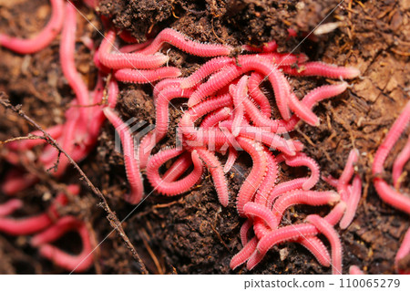 艷麗的粉紅色紅腹千足蟲擠在死樹後方的腐植質(自然光+閃光燈,微距特寫攝影) 艷麗的粉紅色紅腹千足蟲擠在死樹後方的腐植質(自然光+閃光燈,微距特寫攝影) 110065279