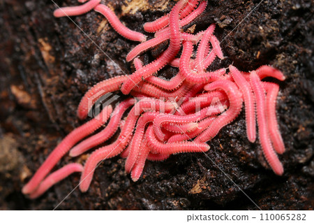 艷麗的粉紅色紅腹千足蟲擠在死樹後方的腐植質(自然光+閃光燈,微距特寫攝影) 艷麗的粉紅色紅腹千足蟲擠在死樹後方的腐植質(自然光+閃光燈,微距特寫攝影) 110065282