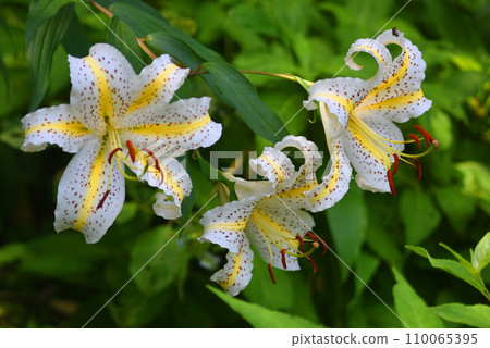 白百合花 白百合花 110065395