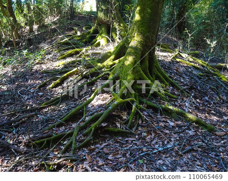 A moss-covered tree in Ashigara Castle Ruins Park (Oyama Town, Shizuoka Prefecture) A moss-covered tree in Ashigara Castle Ruins Park (Oyama Town, Shizuoka Prefecture) 110065469