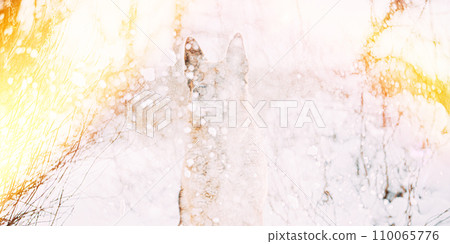 Purebred Adult Alsatian Wolf Dog Covered In Snow. Curious Dog At Snow Winter Forest. Playful Pet Outdoors. Pet Friendship Concept. Soft Sun Light Above German Shepherd Dog 110065776
