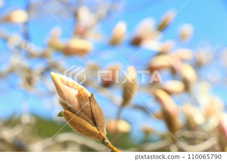 Kobushi的萌芽 110065790