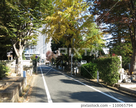 Zoshigaya Cemetery in autumn with beautiful yellow ginkgo leaves (street in front of the management office) 110065794