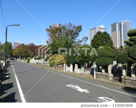 雜司谷墓園（中央通），背景是池袋高聳的摩天大樓 110065806