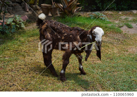 Brown goatling of the Kamori breed full-length close-up. Young farm animal with dense chocolate-colored fur with white and beige spots stands sideways. 110065960