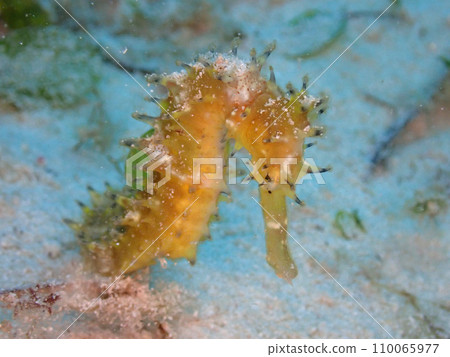 Ibaratatsu, a seahorse on the sea floor of Ishigaki Island Ibaratatsu, a seahorse on the sea floor of Ishigaki Island 110065977