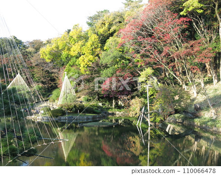 Higo Hosokawa Garden (Oike) in Bunkyo Ward where autumn leaves and snowdrops are beautiful Higo Hosokawa Garden (Oike) in Bunkyo Ward where autumn leaves and snowdrops are beautiful 110066478