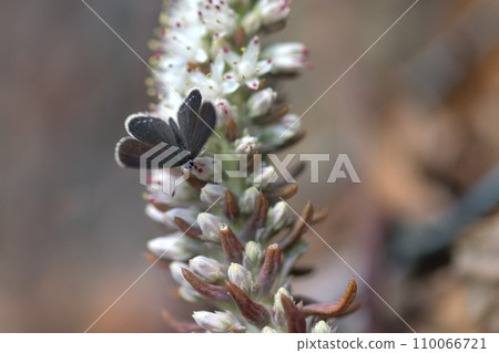Flower spikes of black swallowtail and Tsumeringue 110066721