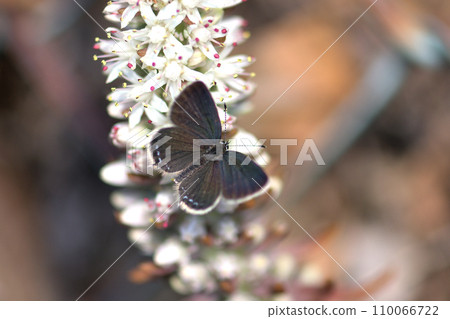 Black swallowtail sucking nectar on the flower spikes of Tsumeringae 110066722