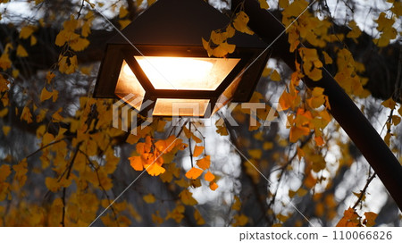 日比谷公園的銀杏樹與秋葉 110066826