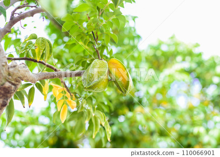 Green Carambola fruit known as star fruit growing on a branch in Vietnam Green Carambola fruit known as star fruit growing on a branch in Vietnam 110066901