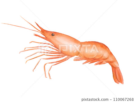 Shrimp watercolor style 110067268