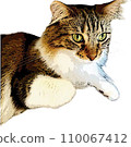 Cat Illustration 110067412
