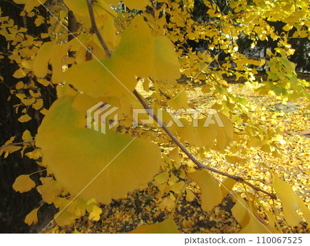 Beautiful yellow ginkgo trees in late autumn at Kumamoto Prefectural Office Promenade Beautiful yellow ginkgo trees in late autumn at Kumamoto Prefectural Office Promenade 110067525