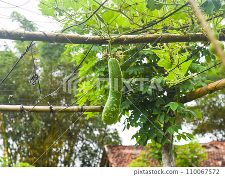 Calabash vegetable also known as bottle gourd, white-flowered gourd, long melon 110067572