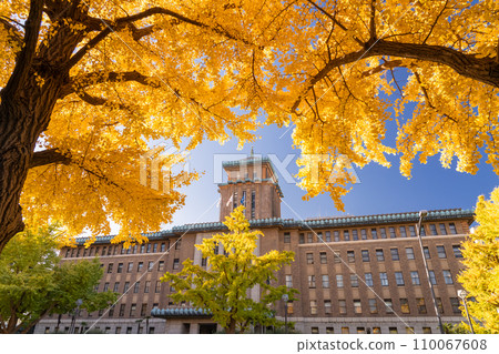 [Kanagawa Prefecture] Yokohama Nihon Odori Street, King's Tower and yellow ginkgo trees 110067608