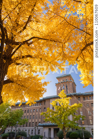 [Kanagawa Prefecture] Yokohama Nihon Odori Street, King's Tower and yellow ginkgo trees 110067609