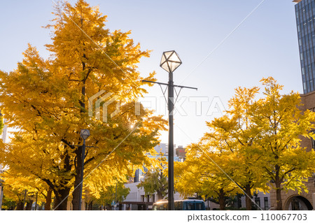 《Kanagawa Prefecture》Yokohama Nihon Odori/Ginkgo trees with yellow leaves 《Kanagawa Prefecture》Yokohama Nihon Odori/Ginkgo trees with yellow leaves 110067703