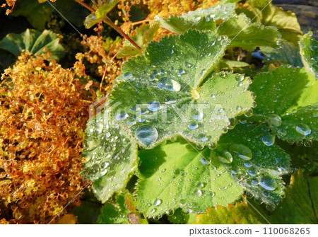 冰島夏季雷克雅維克托寧湖葉水滴 110068265