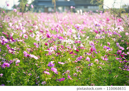 Cosmos at roadside station Aito Margaret Station 110068631